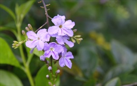 金露花