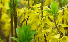 连翘花