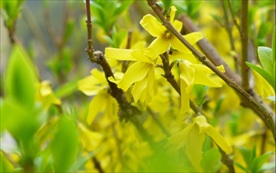 连翘花