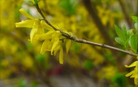 连翘花