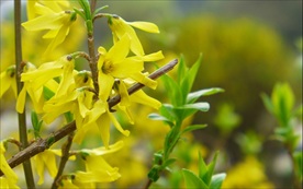 连翘花