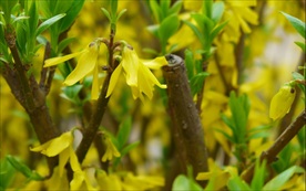 连翘花