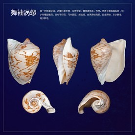 舞袖涡螺贝壳多角度视图分层图