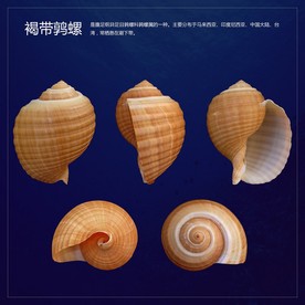 褐带鹑螺贝壳多角度视图分层图