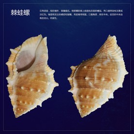 棘蛙螺贝壳多角度视图分层图