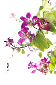 紫荆花