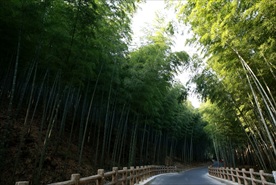 宜兴竹海竹林路