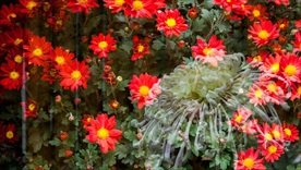 菊花