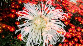 菊花