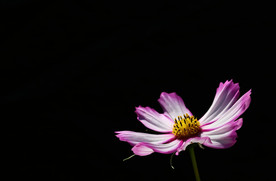 格桑花