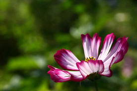 格桑花