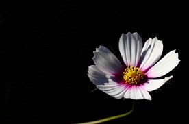 格桑花