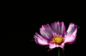 格桑花