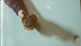 仙人掌
