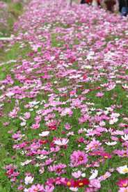 格桑花