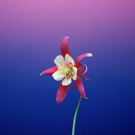 苹果壁纸    苹果原画壁纸