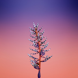苹果壁纸    苹果原画壁纸