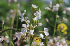 白色油菜花