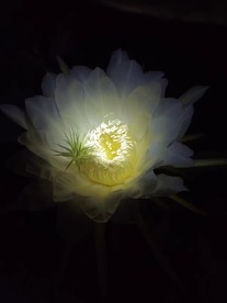 昙花