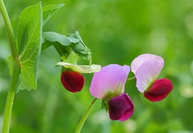 豌豆花