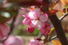 赏花