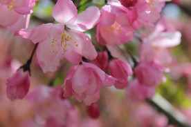 赏花