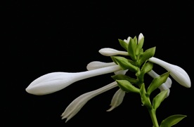 白玉簪花
