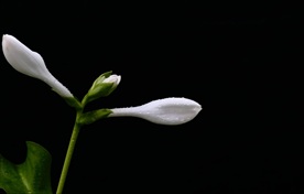白玉簪花