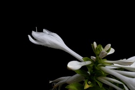 白玉簪花