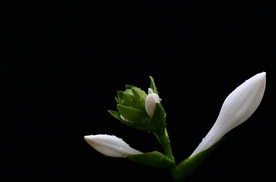 白玉簪花