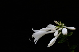 白玉簪花