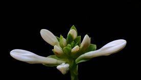 白玉簪花