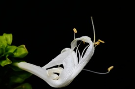 白玉簪花