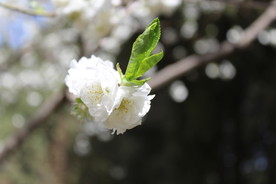 赏花