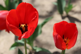 赏花