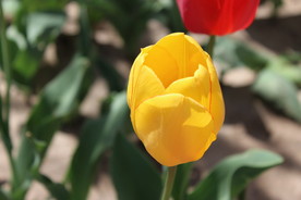 赏花
