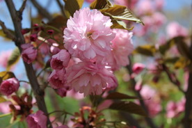 赏花