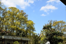 香樟
