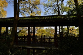 香樟