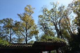 香樟