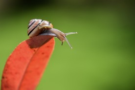蜗牛