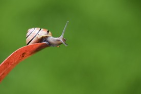 蜗牛