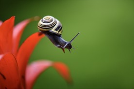 蜗牛