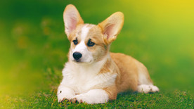 柯基犬