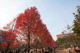 湖南农业大学枫叶