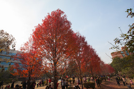 湖南农业大学枫叶