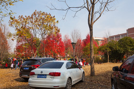 湖南农业大学枫叶