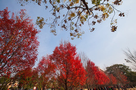 湖南农业大学枫叶