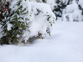雪景