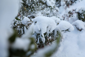 雪枝